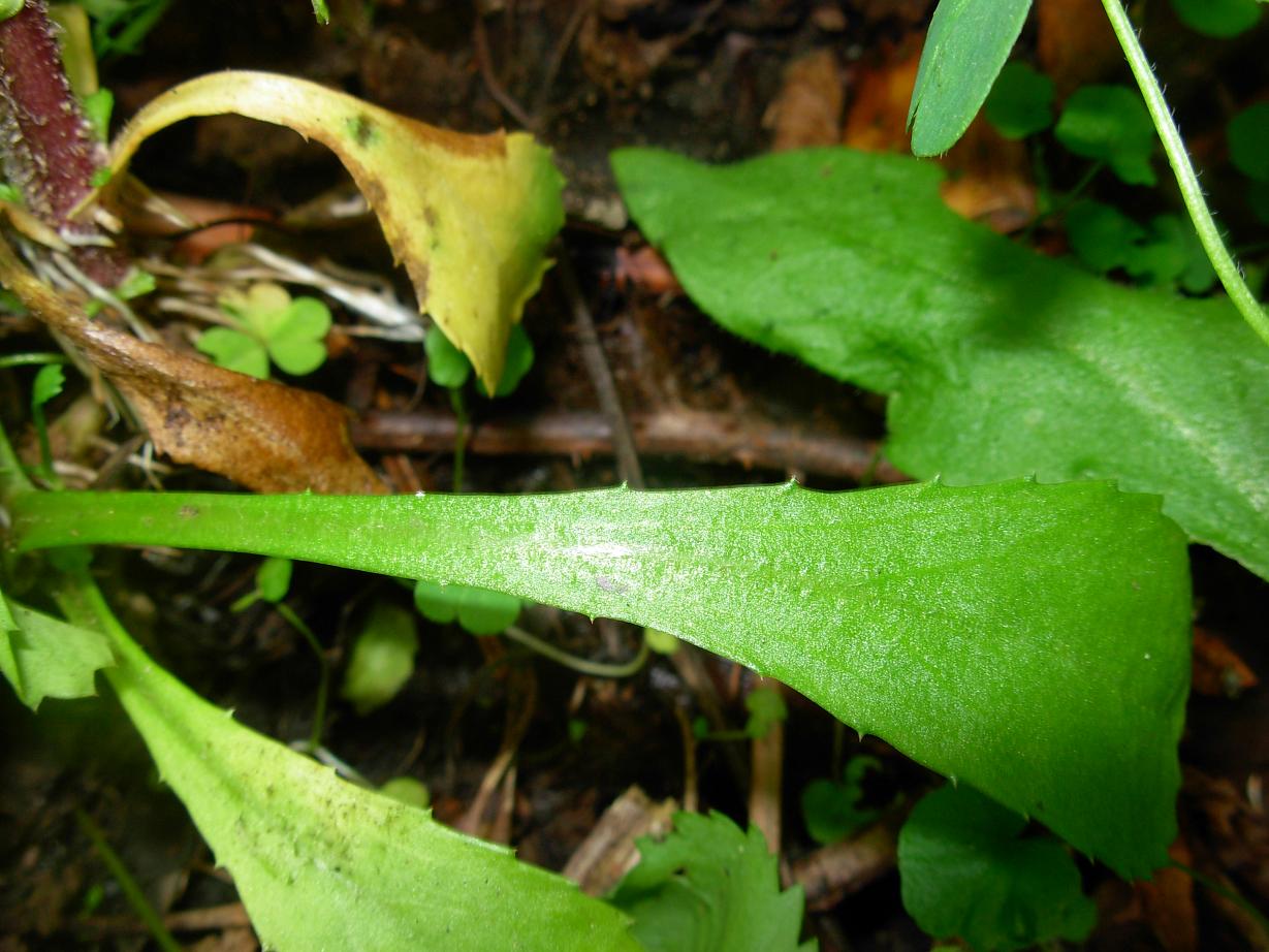 Coleostephus myconis (L.) Rchb. f. / Margherita gialla